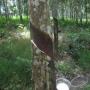 PLANTATION D'HEVEA EN VENTE AVEC TITRE FONCIER.