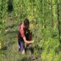Vente de Chanvre CBD