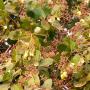 Noix de Cajou et MAIS en provenance du B&eacute;nin. 