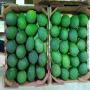 Avocat de bon calibre '