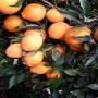 Organic oranges