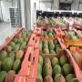 MANGUE DU MALI POUR EXPORT 2021-2022