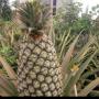 Ananas frais de bonnes qualit&eacute;s