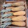 Ananas pain de sucre et cayenne