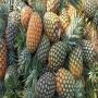 Ananas frais de bonnes qualit&eacute;s 