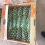 Ananas de bon calibre 