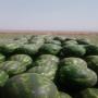 Past&egrave;que Mauritanie Maroc pour l'export 