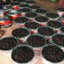 Dattes ,olives, huiles alimentation