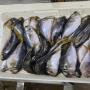 Vente poissons congel&eacute;s