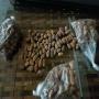 Cherche graines gousse de corail type drt santal