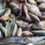 lokking for customer for fish