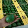 Vente d'avocat