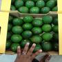 Vente d'avocat