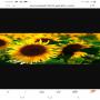 Huile de tournesol 