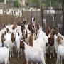 B&eacute;tail Ch&egrave;vres Boer, moutons vivants 
