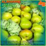 Exporter FRUITS AND VEGETABLES WHOLSALER