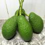 Avocat