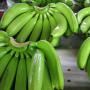 Banane Cavendish