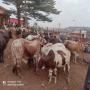 Animaux de Ferme