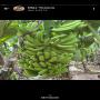 Vente banane Cavendish