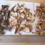 CHAMPIGNONS SECS BIO  ! Prochaine Importation ! 