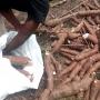 TUBERCULES ET BOUTURES DE MANIOC DISPONIBLES