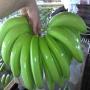 Banane🍌 Cavendish disponible
