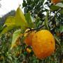 lots de graines de yuzu