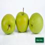 cherche pomme golden Gr&egrave;ce Roumanie Pologne 