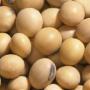 soybean seeds ,  sunflower seeds and white corn 