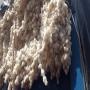 Vente graines de coton