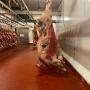 Viande de qualit&eacute; halal certifie AVS 