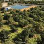 ferme d'avocat a vendre au maroc
