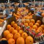 fruits,  légumes,  