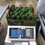 avocat hass pérou