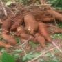 Poudre et beurre de cacao en vente en conteneur