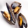 mussels for tunisia