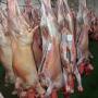 Viande d'agnau Halal 