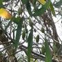 HUILES D'OLIVE ET TOURNESOL 