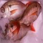 Vente de poissons frais livraison 24 heures 