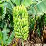 Nous avons mangue  ananas disponible a l'export