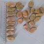 broadbean suppier from tunisia 