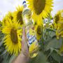 Huile de tournesol