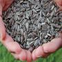 Graines pour huile de tournesol