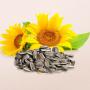 graines de tournesol comestibles