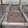 VENTE D'ESCARGOTS VIVANTS HELIX ASPERSA MAXIMA