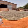 noix de cajou- Anacarde - amendes Ouest- Africa