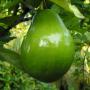Avocat 