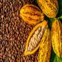 Beurre et poudre de cacao brut