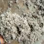 Vente graines de coton 
